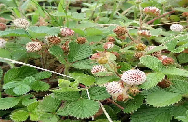 野草莓该怎么种