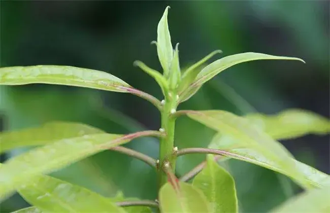 芒果早花的预防对策