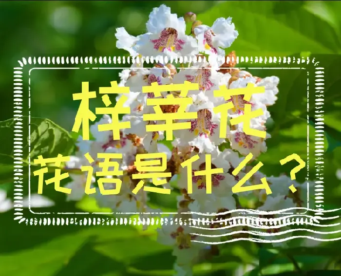 梓莘花的花语是什么？梓莘花的故事