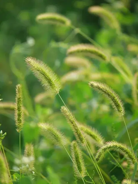 小时候编戒指的狗尾巴草花语有哪些？