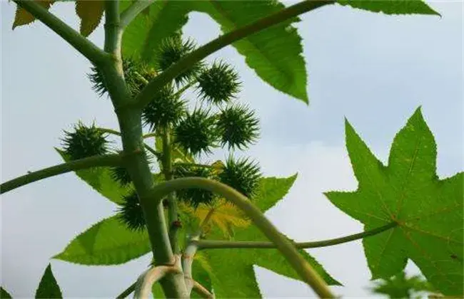 蓖麻的种植技术