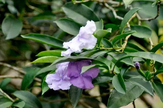 鸳鸯茉莉花语：爱我,见异思迁