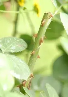 玫瑰花与其他花的对比？