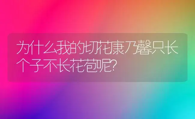 为什么我的切花康乃馨只长个子不长花苞呢？ | 绿植常识