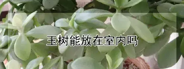 玉树能放在室内吗