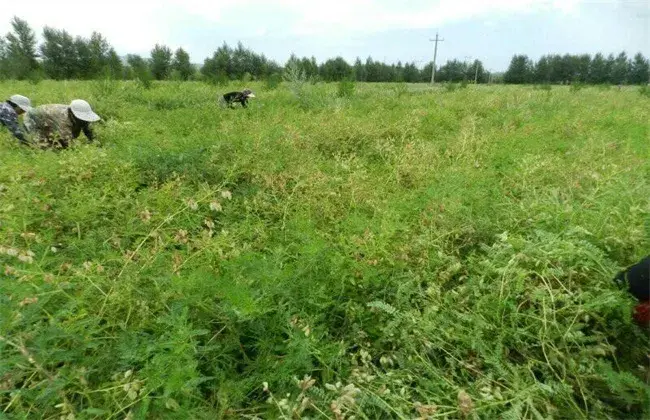 熟地黄的种植技术