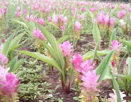 花卉果蔬盆景 | 莪术种植技术