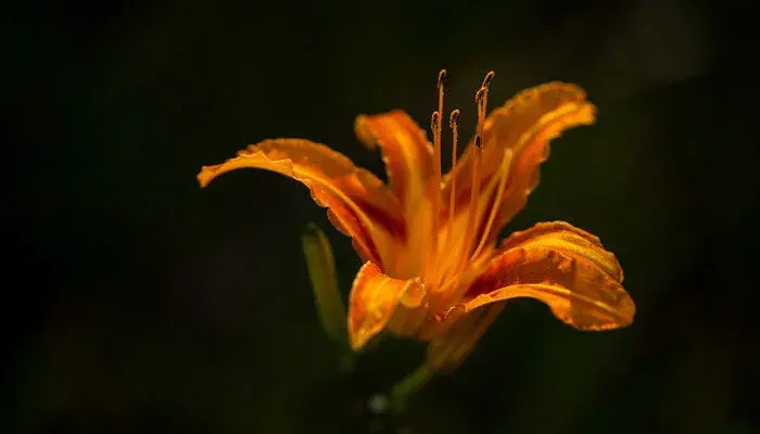 萱草的寓意和象征 花语是什么