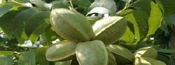 适合北方种植的特色作物，种植前景分析