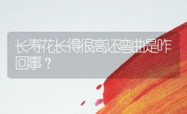 长寿花长得很高还弯曲是咋回事？ | 多肉养殖