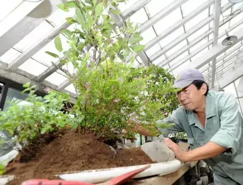 苏派盆景 | 芮亮元苏派盆景艺术赏析