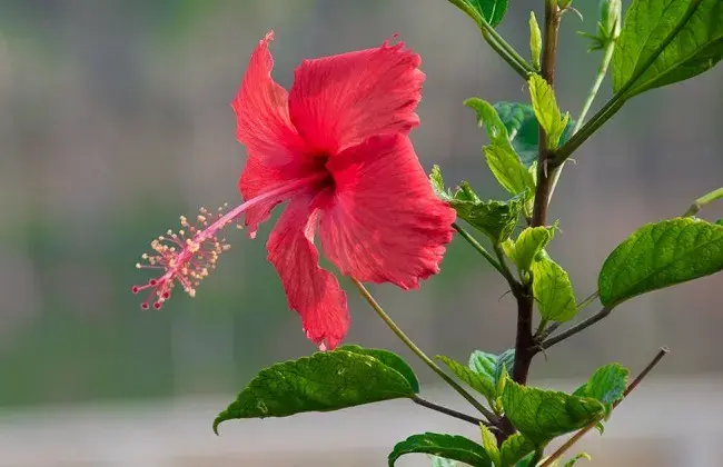 扶桑花掉花苞怎么办