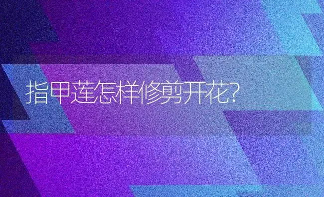 指甲莲怎样修剪开花？ | 多肉养殖