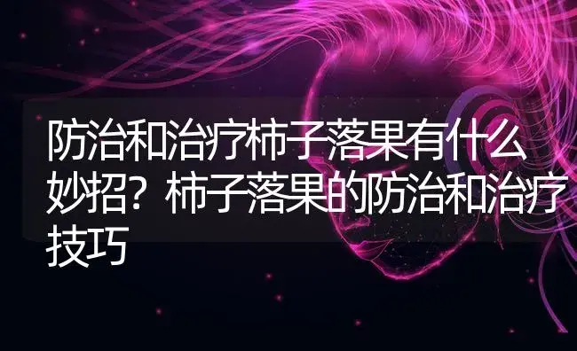 防治和治疗柿子落果有什么妙招？柿子落果的防治和治疗技巧 | 果木种植