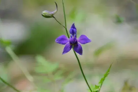 还亮草的花语