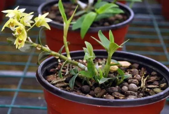 石斛什么时候开花，石斛花期有多长/5月开花花语是祝福