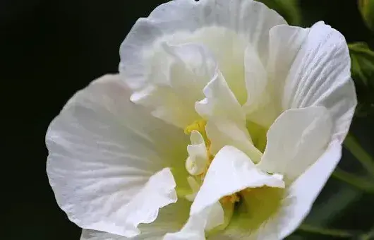 芙蓉花换盆后叶子蔫了怎么办