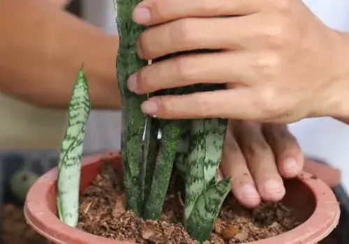 盆景养护管理 | 虎皮兰幼苗多大能上盆