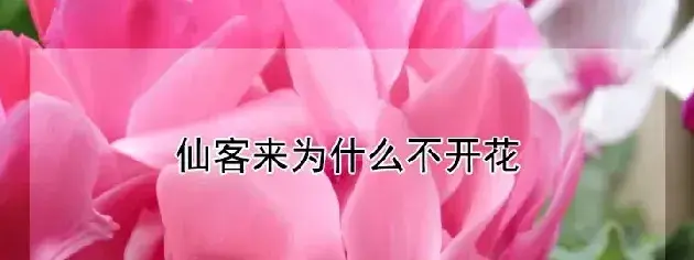 仙客来为什么不开花