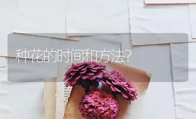 种花的时间和方法？ | 绿植常识