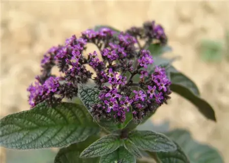 香水草的花语和文化传说有哪些？