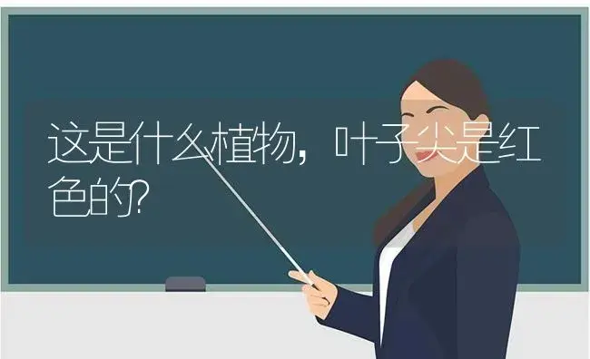 这是什么植物,叶子尖是红色的？ | 多肉养殖