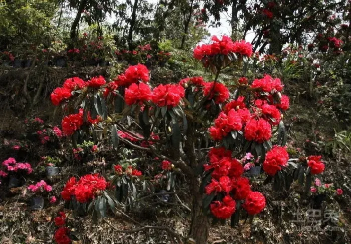 杜鹃花花语有哪些？