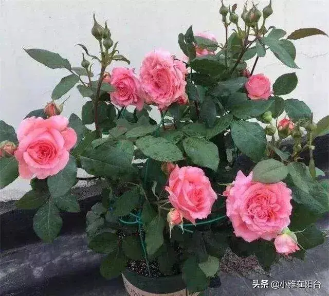 室内月季花怎么养？