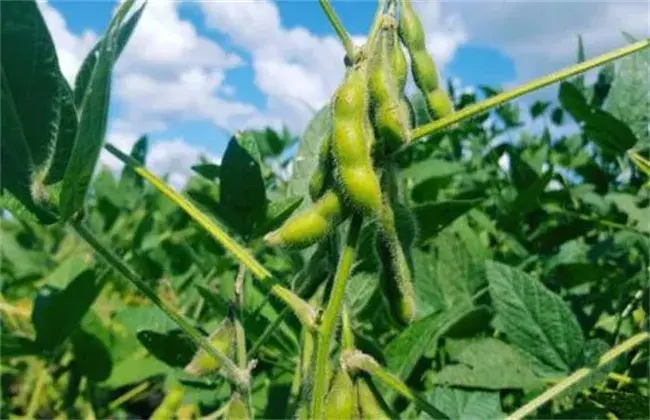 大豆花荚期管理要点