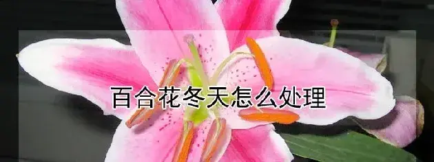 百合花冬天怎么处理