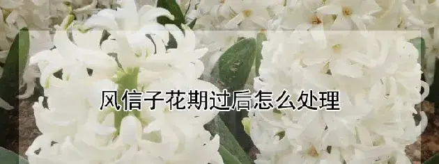 风信子花期过后怎么处理