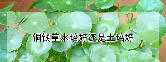 铜钱草水培好还是土培好