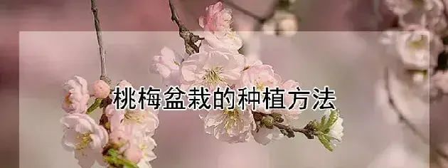 桃梅盆栽的种植方法