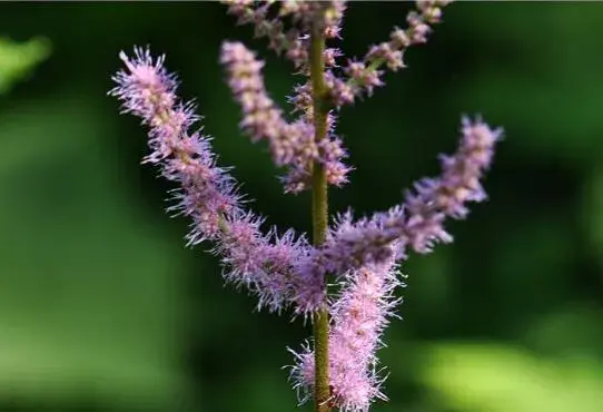 落新妇花语是什么，落新妇的传说故事/我愿清澈的爱着你