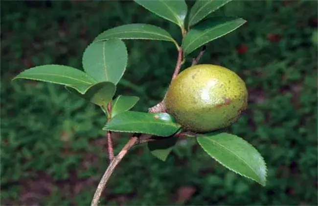 油茶的病虫害防治和治疗技术