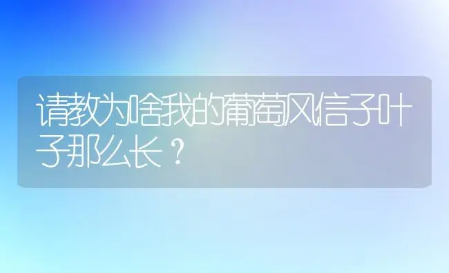 请教为啥我的葡萄风信子叶子那么长？ | 绿植常识