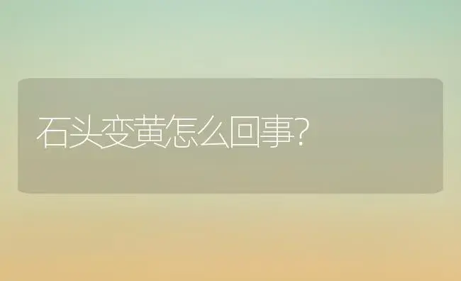 石头变黄怎么回事？ | 绿植常识