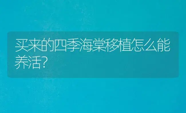 买来的四季海棠移植怎么能养活？ | 绿植常识