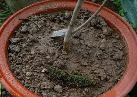 花卉果蔬盆景 | 茶花如何上盆步骤图解