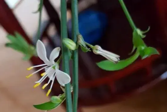青叶吊兰会开花吗，青叶吊兰花语和传说/6月开花开到8月