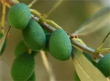 锡兰橄榄的引种试种及栽培技术