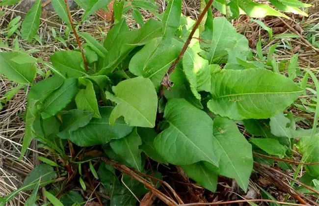 拳参的种植技术