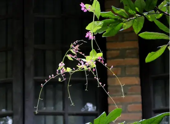 珊瑚藤的花语有哪些？