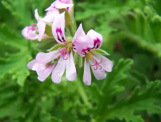 天竺葵的花语，象征着偶然的相遇、幸福就在你身边