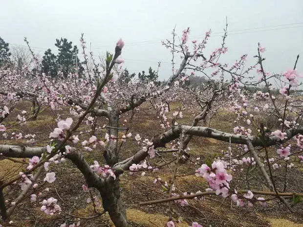 桃树保花保果措施