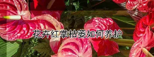 花卉红掌枯萎如何养护