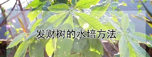 发财树的水培方法