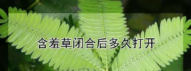 含羞草闭合后多久打开