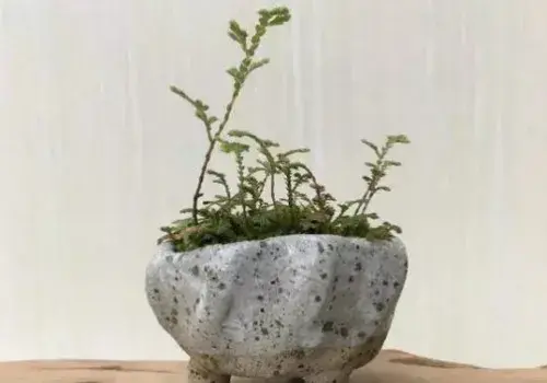 盆景知识 | 卷柏适合的温度怎样