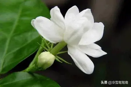 栀子花的花语？